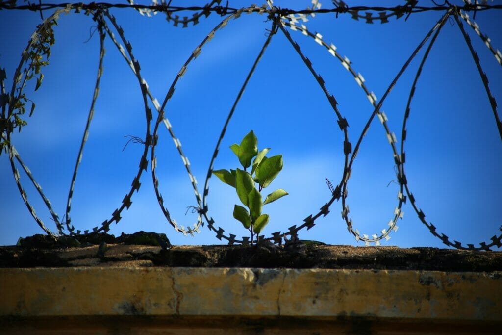 Esta imagen muestra un cerco, sobre cuyo muro crece una planta, simbolizando la esperanza. Este articulo habla acerca de las nuevas guías de ICE para realizar detenciones de migrantes. 