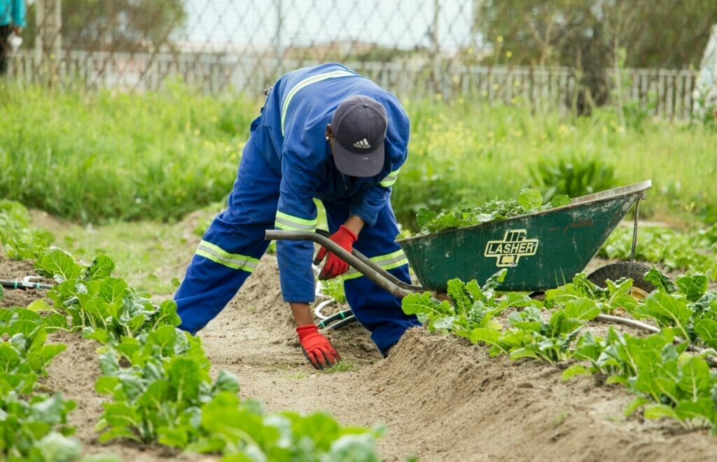 trabajadores agrícolas en el campo / Este artículo habla acerca de la FMWA y la Dream Act 2021