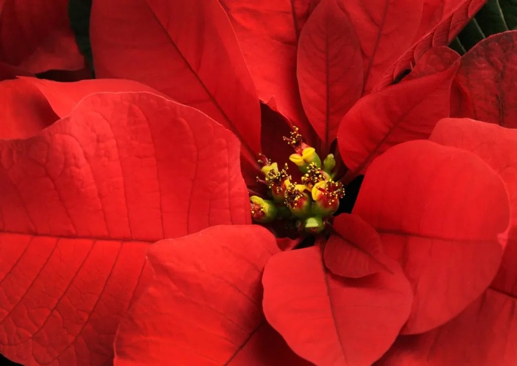 Nochebuena, la flor mexicana reconocida como ícono de la navidad