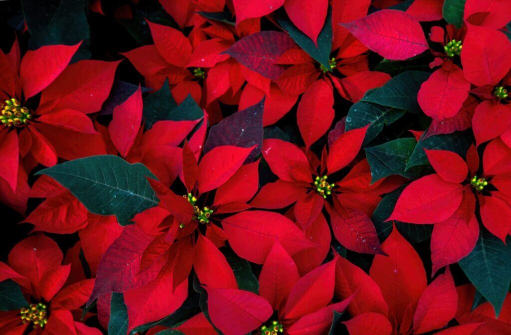 Flor de nochebuena o cuetlaxóchitl.