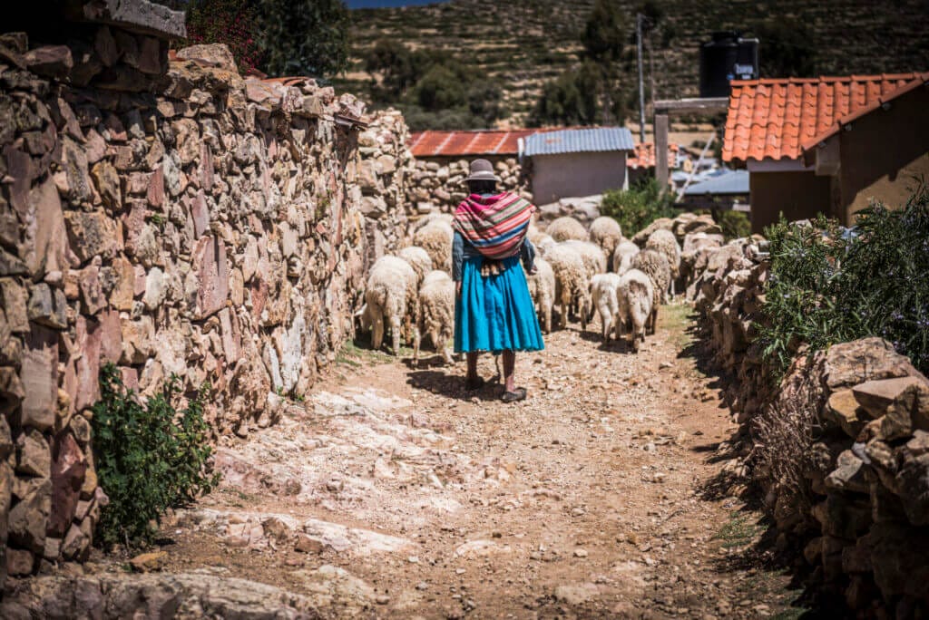 Cholita pastoreando ovejas