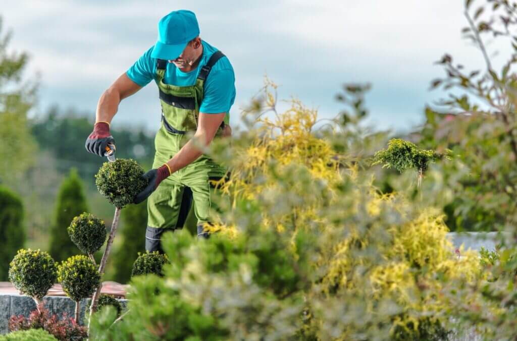 Jardinero personal de un funcionario migrante en los Estados Unidos, podando en el jardín de su empleador. 