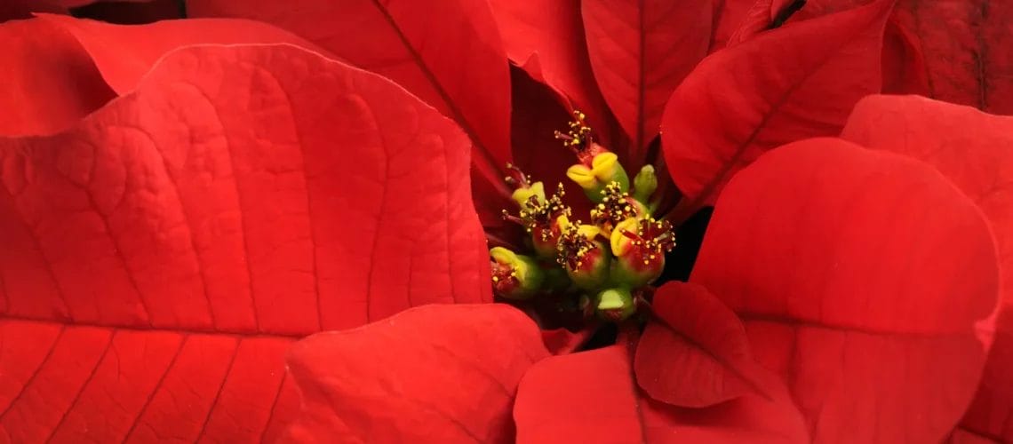 Nochebuena, la flor mexicana reconocida como ícono de la navidad